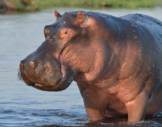 Hippo stands in a sunny river