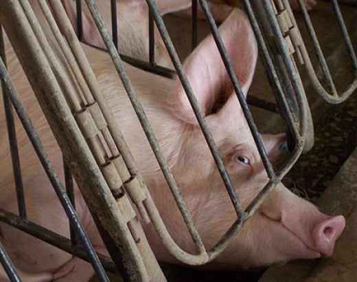 pig suffering inside cramped gestation crate from undercover investigation