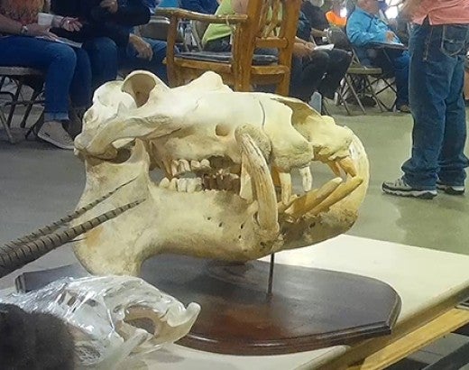 Undercover photo of a hippo skull for sale at auction