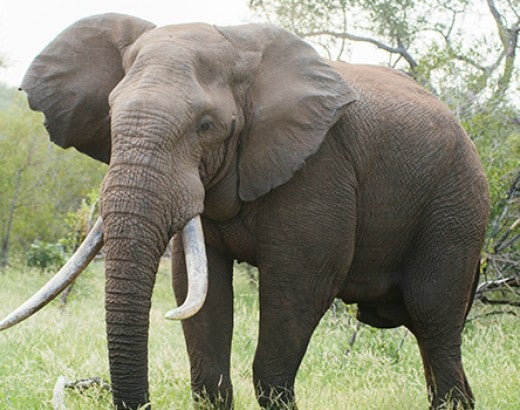 Elephant bull in Makalali Game Reserve, South Africa