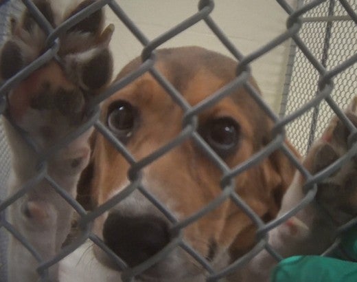 Sad dog behind cage in Indiana toxicology lab