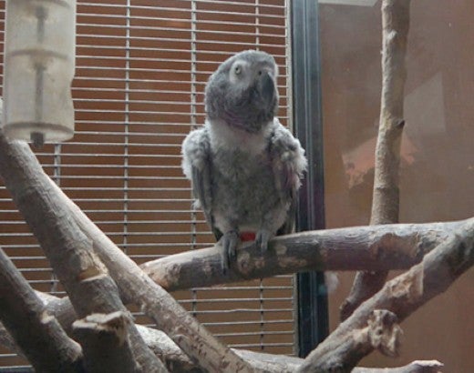 An African grey sitting alone in the dark at Tiger Safari Zoo early last year