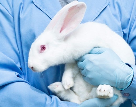 animal experimentation should not be permitted