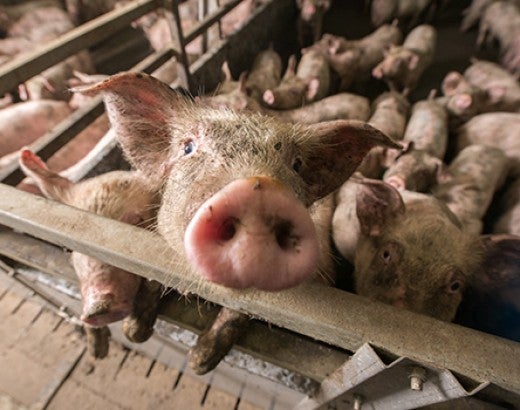 Many small pigs in tight pen on factory farm