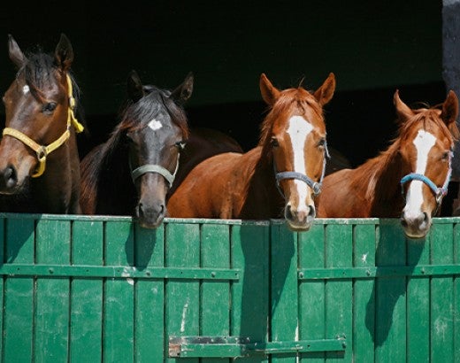 Four thoroughbred foals in barn stable door