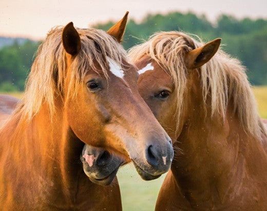 Two horses close to each other in field at sunrise 