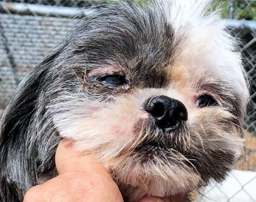 A dirty, sick looking dog has its head held up to face the camera and looks barely able to hold its own head up