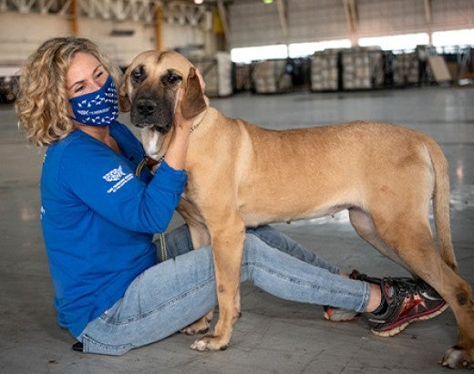 A woman lovingly pets a large dog in a temporary animal shelter
