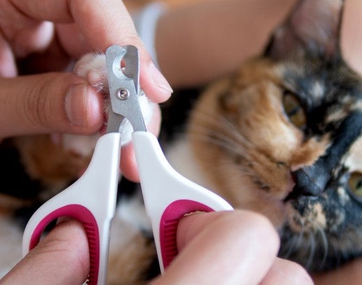 A person showing how to trim claws on a calm cat