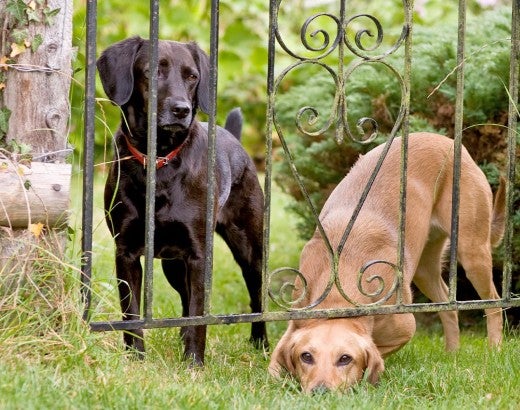 Two bored dogs trying to escape from yard squeeze under fence