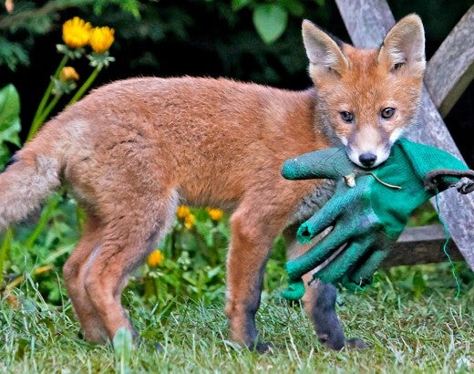 A wild fox, which can live in almost any environment, plays with a gardening glove in the backyard