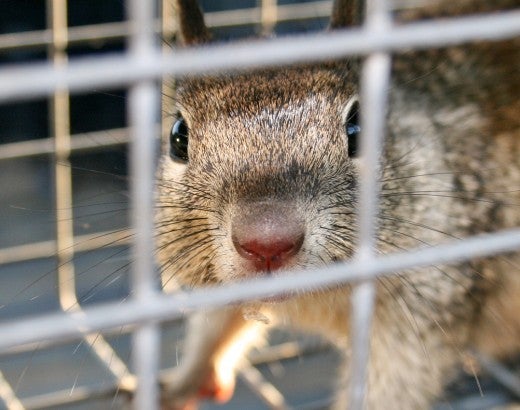 trapping a squirrel is not the best way to remove them from your yard