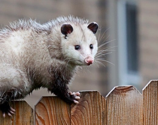 Opossums are safe, nonthreatening creatures that are easy to get rid of gently