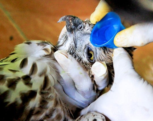 A raptor is cared for by a wildlife rehabilitator who is trained to help wild animals