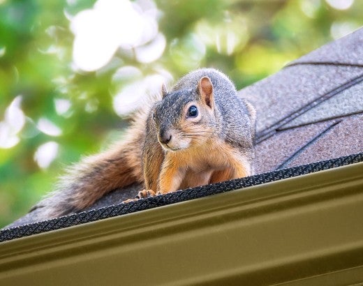 A squirrel can get to the attic through the roof