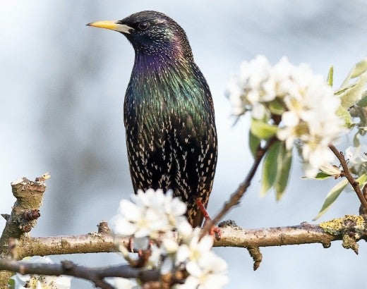 There are many solutions for humanely removing starlings, a bird that is invasive in the US