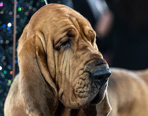 Trumpet the bloodhound, winner of "Best in Show" at the Westminster Kennel Club Dog Show