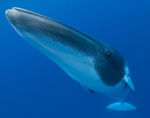 Endangered species dwarf minke whale swimming near Australia