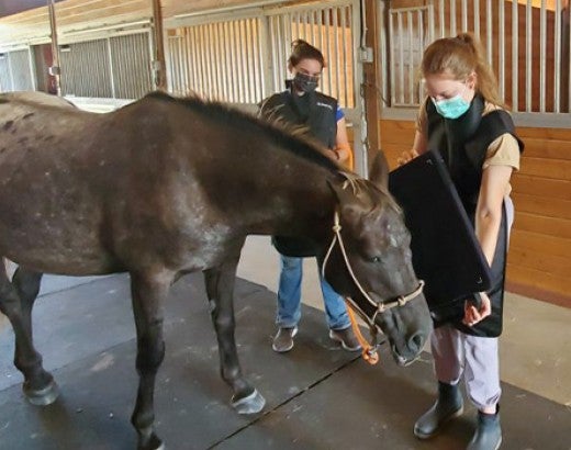 Vet tech interns at our sanctuary, Black Beauty Ranch, have assisted with field observations and supported veterinary examination and treatment activities, among other valuable learning experiences. 