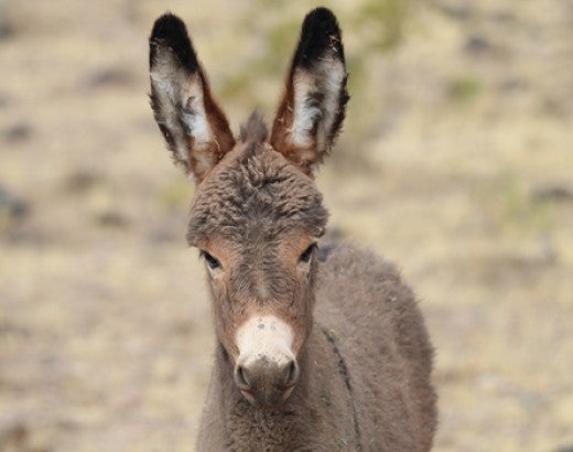 Platero Project wild burros in the Black Mountain, Arizona