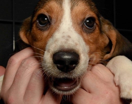 Charlie the beagle being held in an HSUS temporary shelter