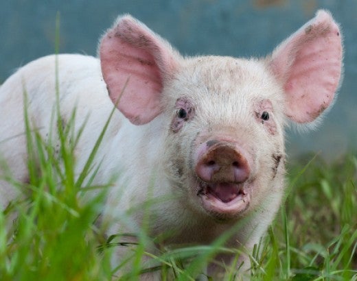 Humanely raised happy pig on his organic farm