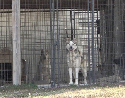 Husky dogs behind outdoor cages on puppy mill in Kansas