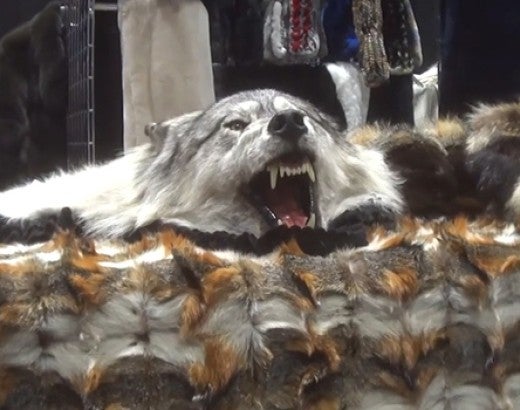 Wolf head and skins at Dallas Safari Club Convention 2020