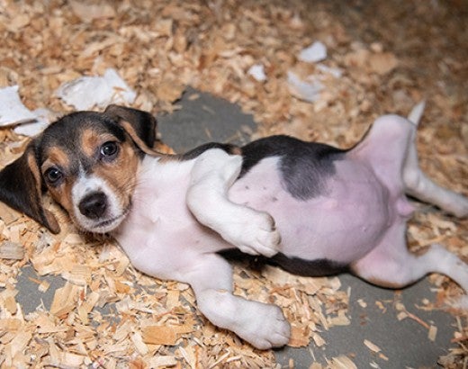  beagle puppy removed from Envigo RMS LLC facility plays at the care and rehabilitation center in Maryland.