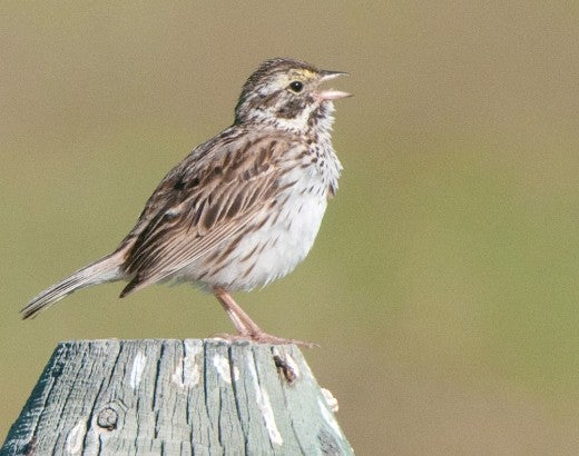 Sparrow on a fence post