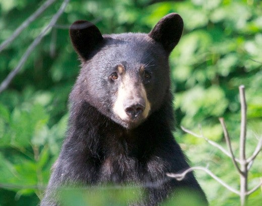 Black bear in the woods