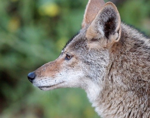 Side profile of a coyote