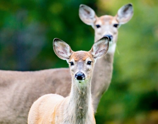 two deer in a yard