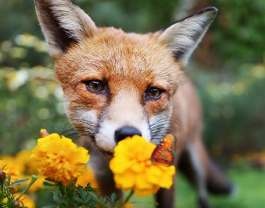 Close up of a Red fox looking at butterfly and flower