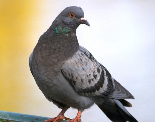 Pigeon on a metal fence
