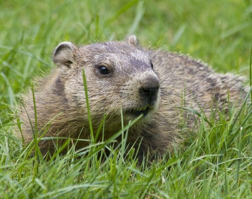 Woodchuck in the grass