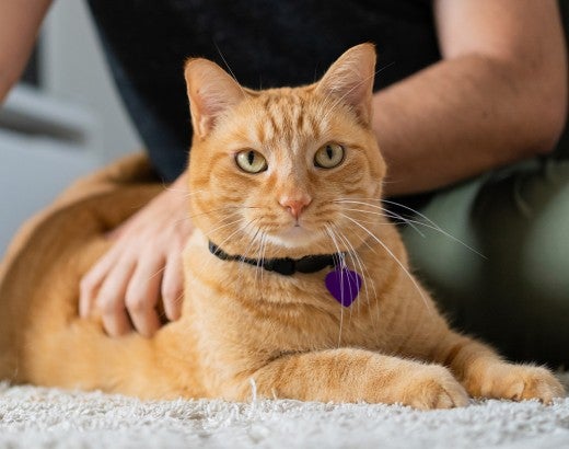 A man performs a home exam on his orange cat