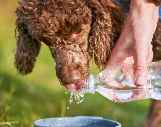 Dog drinking water from a water bottle