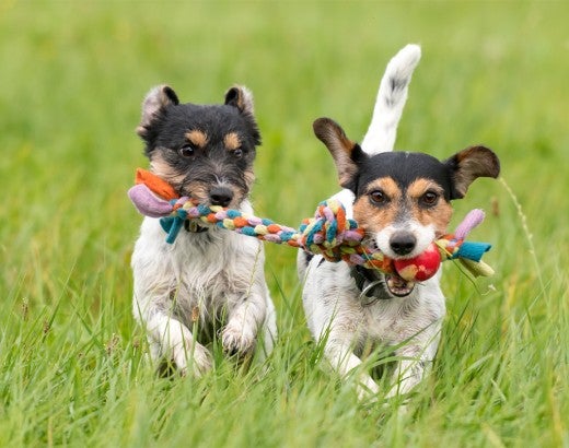 Two dogs play with the same rope toy