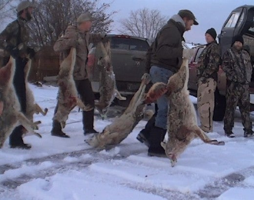 Wildlife killing contest participants carrying their killed wolves during undercover investigation
