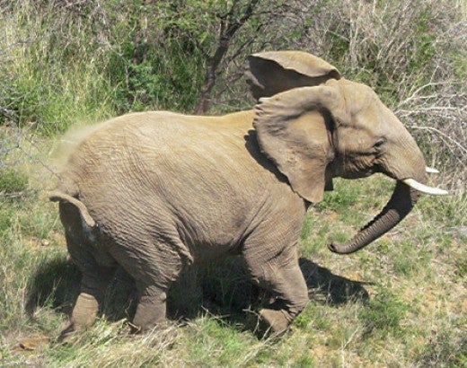 Elephant at Dinokeng Game Reserve after having been darted for vaccination