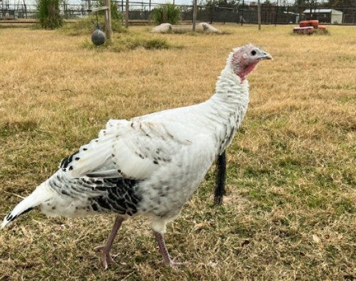 Helen, a turkey who was rescued from neglect, is now best friends with a chicken named Jasmine at Black Beauty Ranch.