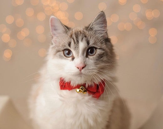 Cute cat with festive holiday background