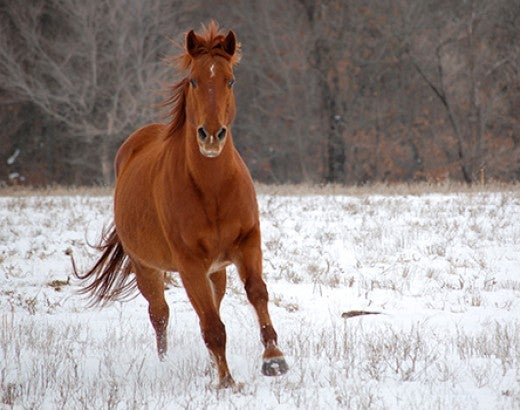 Red horse running in the snow