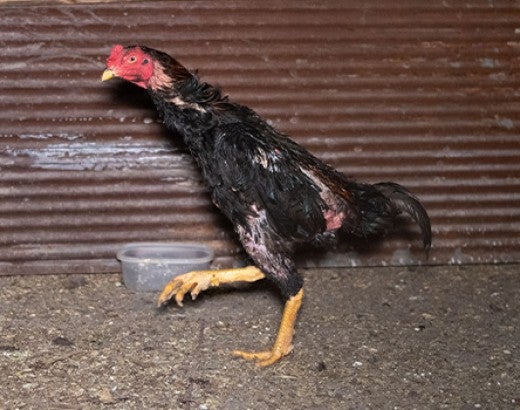 Rooster in poor condition during indiana cockfighting rescue