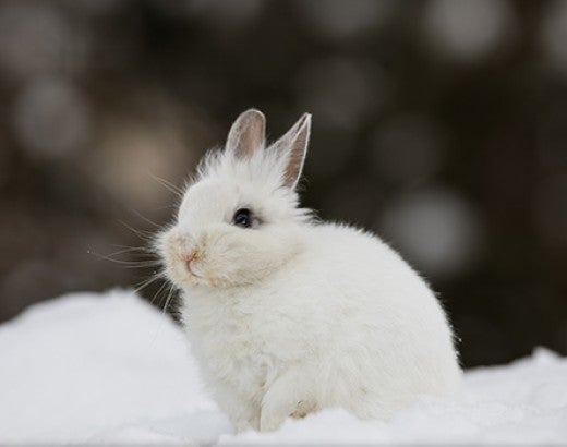 White rabbit in the snow