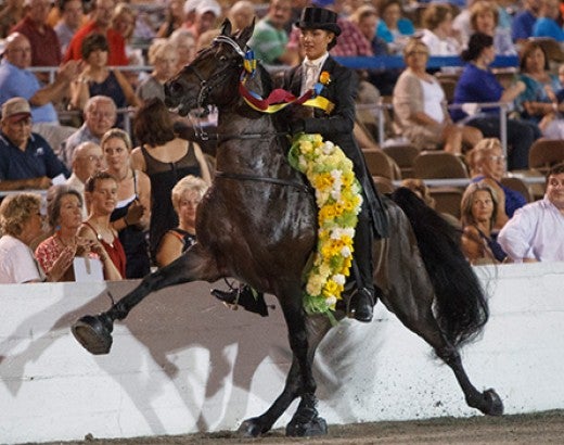 Tennessee Walking Horses at live event
