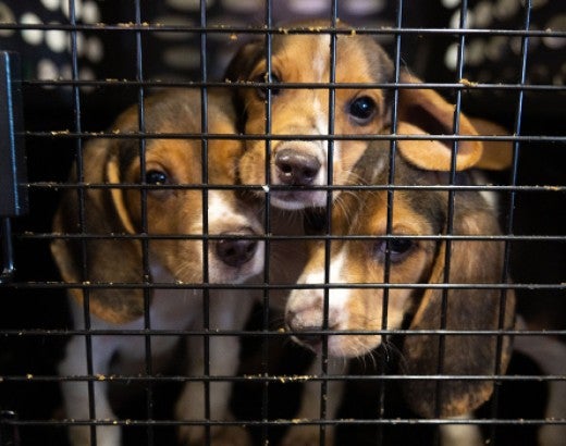 Three beagle puppies in transport crate arriving at care and rehab center
