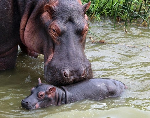 A mother hippo dotes on her days-old baby along the shallow shoreline of the Kazinga Channe