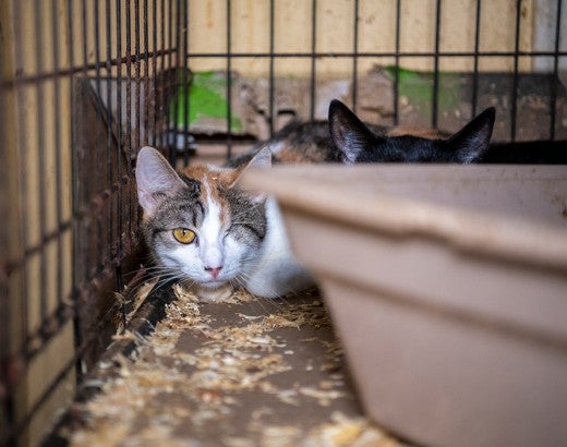 Cats in dirty cage before being rescued from an alleged cruelty situation in Crystal Springs, MS